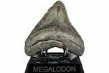 Fossil Megalodon Tooth - South Carolina #197890-1